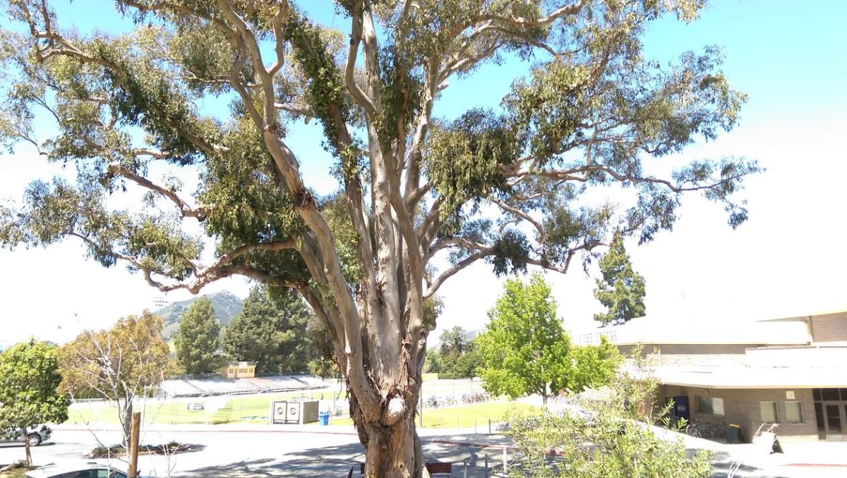 Online Petition Started In Protest Of Big Tree Getting Cut Down