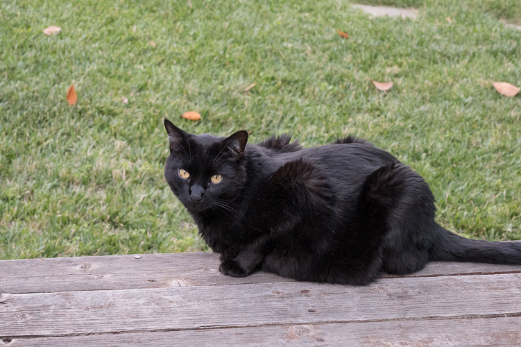 Is Your Black Cat at Risk This October?