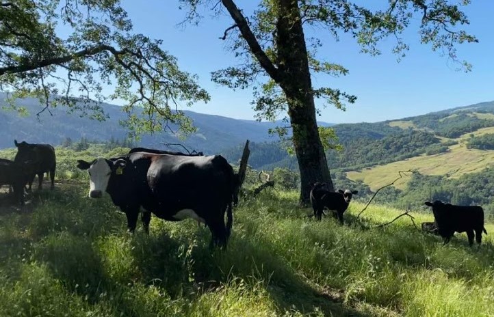 Cow Tipping; The fake Myth that surrounds the town of San Luis Obispo