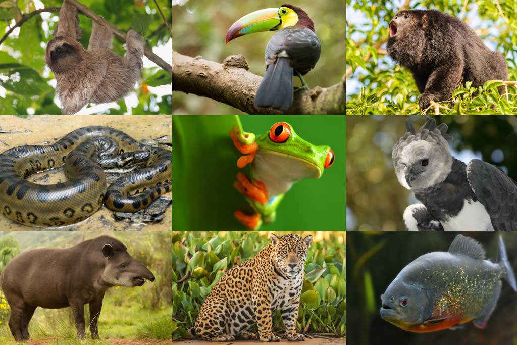 La Selva Maya y Sus Animales en Extinción
