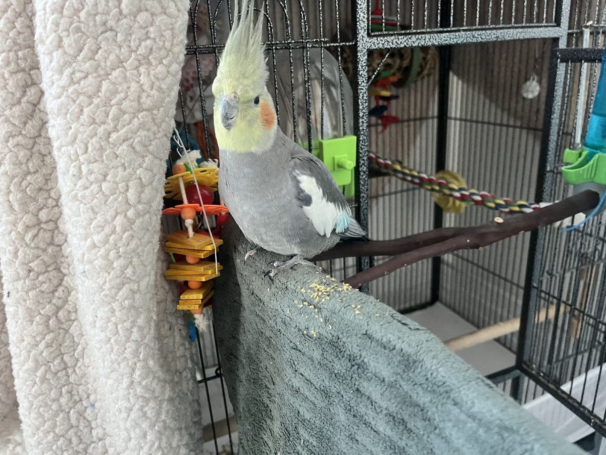 Birds are the feathery toddlers that SLOHS students love