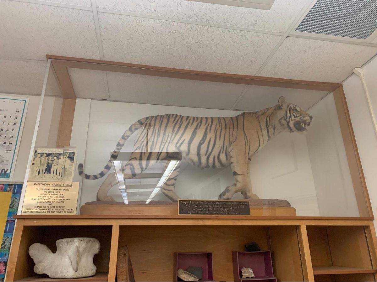 SLOHS Has a Taxidermy Tiger: But Where is it?