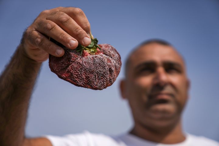 Hey SLOHS: Huge Israeli Strawberry Declared the World’s Heaviest