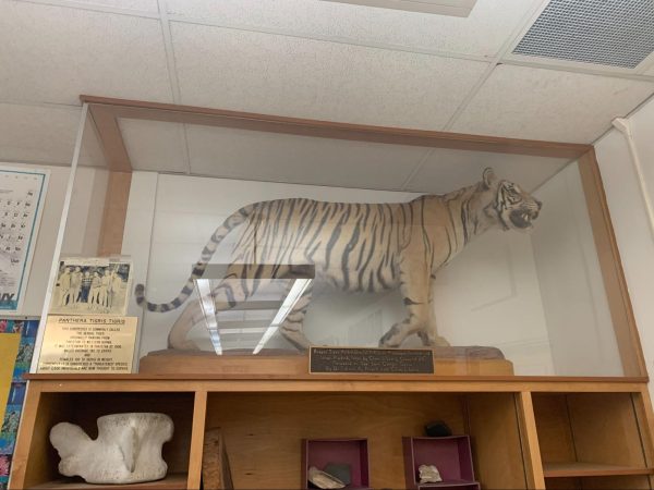 SLOHS Has a Taxidermy Tiger: But Where is it?