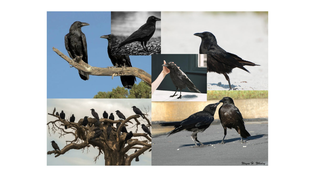 Misconceptions for The Masters of The Sky Need to End: junior William Radke Talks about Ravens and Crows