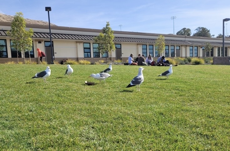 Why are the Campus Seagulls so Important to the School’s Community?