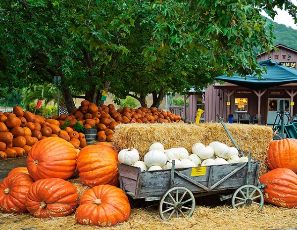 Now That Fall Has Really Begun, What Are SLOHS Students Favorite Fall Activities?