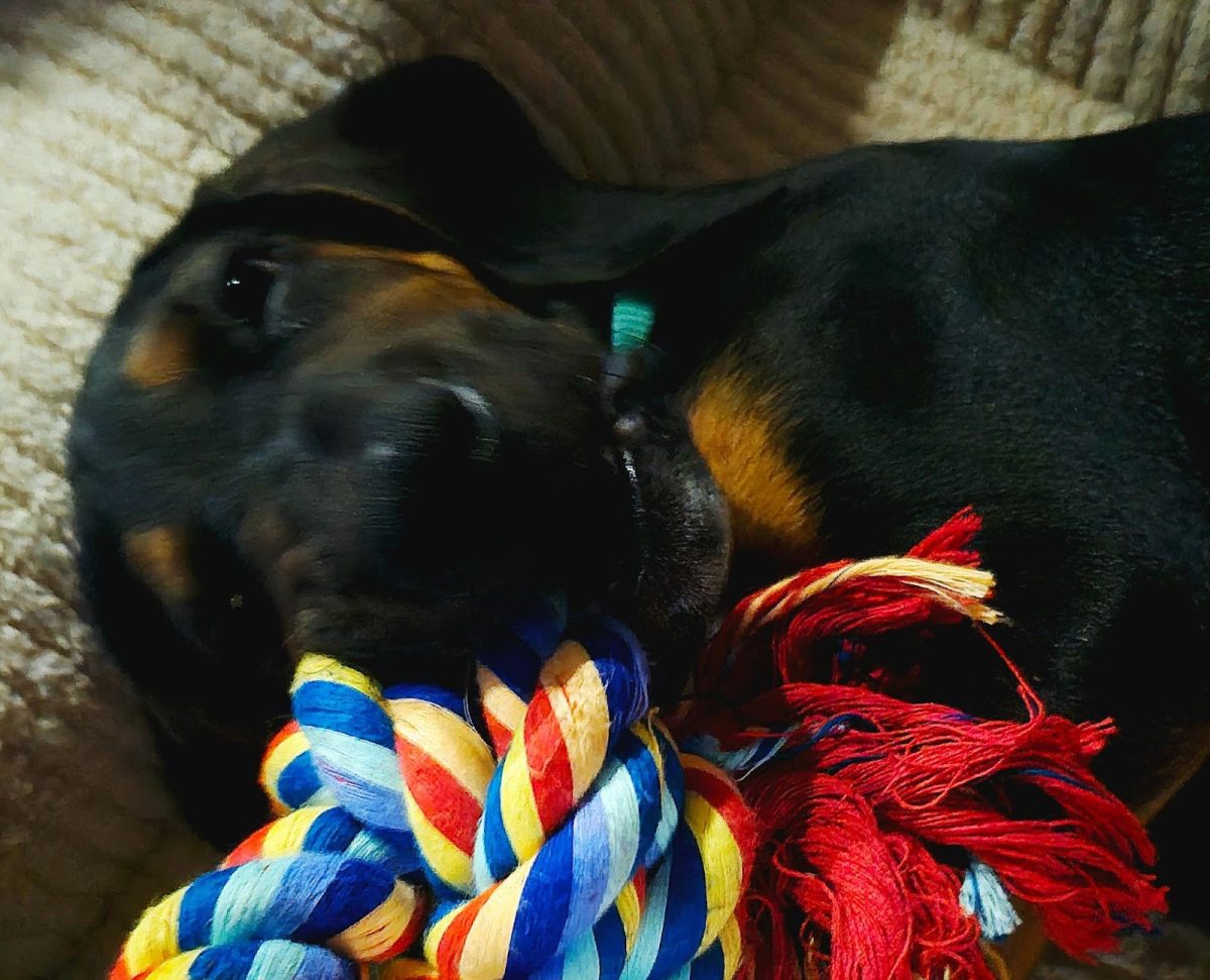 Opinion Editor Roslyn Risner May Have More Than One Too Many Pets